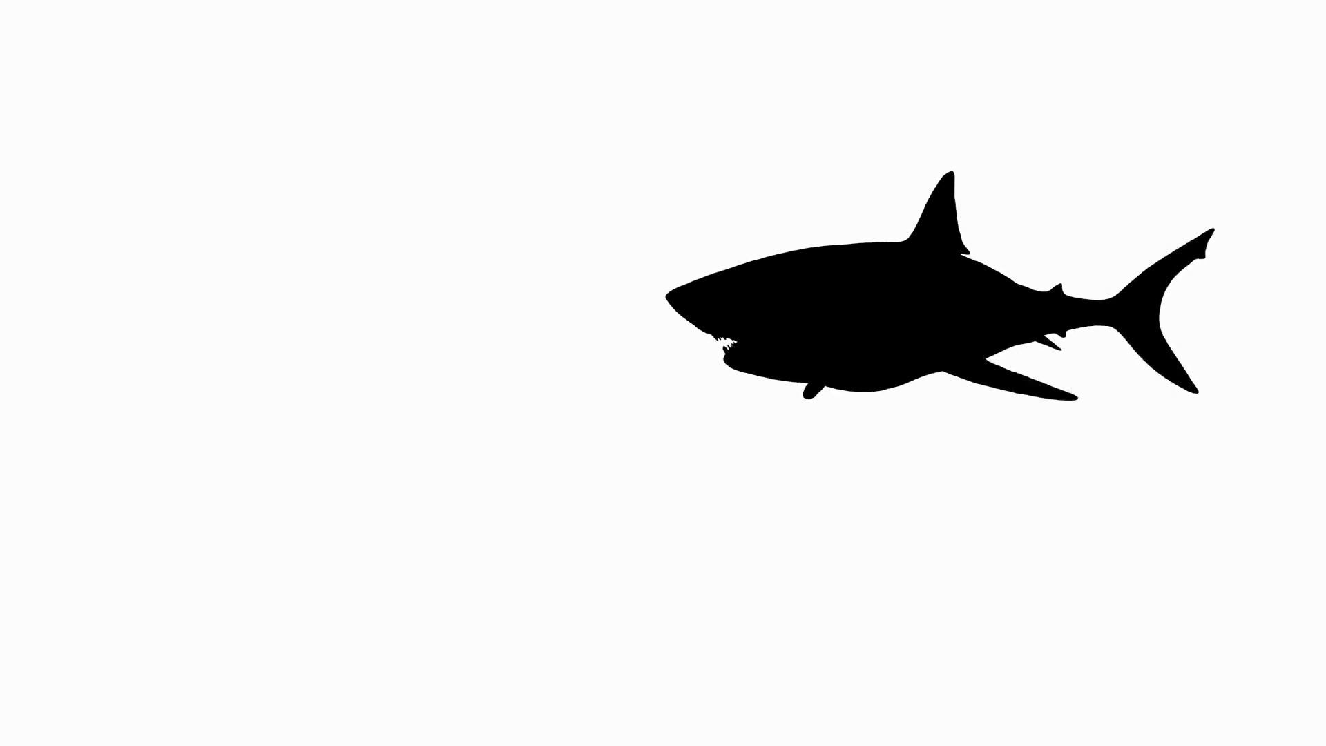 1920x1080 Animated Silhouette Of A Great White Shark Attack. Includes Alpha