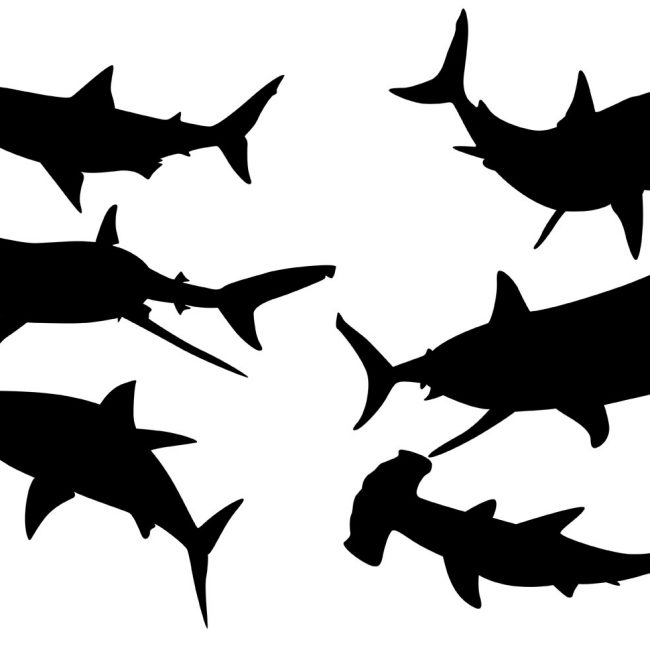 650x650 Free Vector Shark Silhouette Vectors