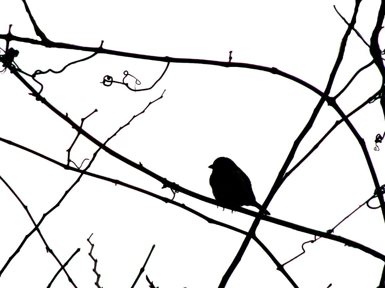 1280x960 Sparrow Silhouette Clipart