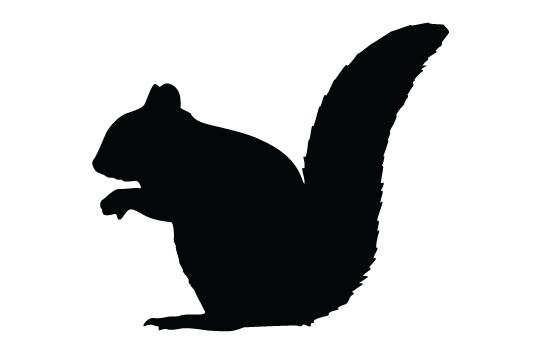 550x354 Squirrel Silhouette Vector Vector Free Download, Squirrel