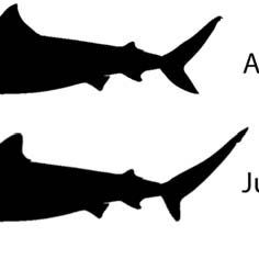 236x236 Fig. 6. Representative Tiger Shark Silhouettes Showing