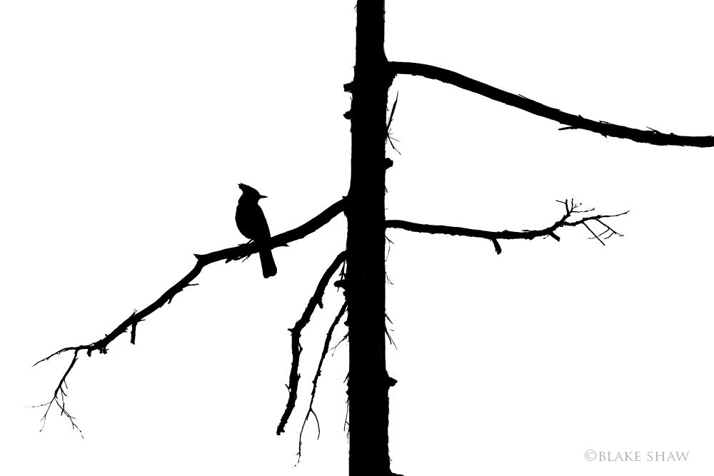 1000x667 Blue Jay Silhouette