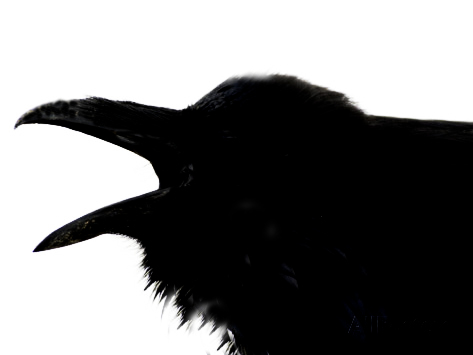473x355 Crowcaw On Trump Just Because You'Re Paranoid Doesn'T Mean They