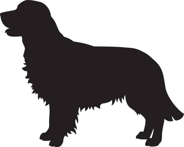 612x488 Golden Retriever Dog Vector Silhouette Vector Art Illustration
