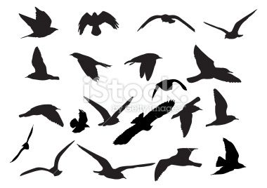 380x268 Birds Silhouettes