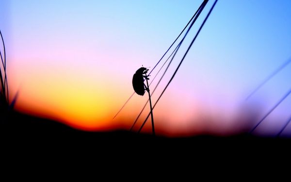 600x375 Sunset Insects Silhouettes Blurred Ladybirds Stalks Wallpaper
