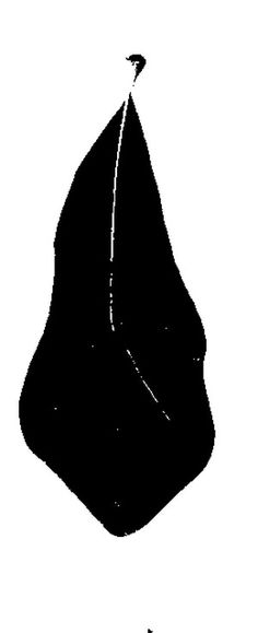 236x579 Learning To Identify Trees Let These Leaf Silhouettes Make It