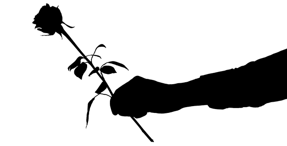 590x300 Male Hand Holding A Rose Flower By Alexander Che Videohive