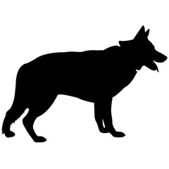 240x240 German Shepherd Dog Photos, Royalty Free Images, Graphics, Vectors