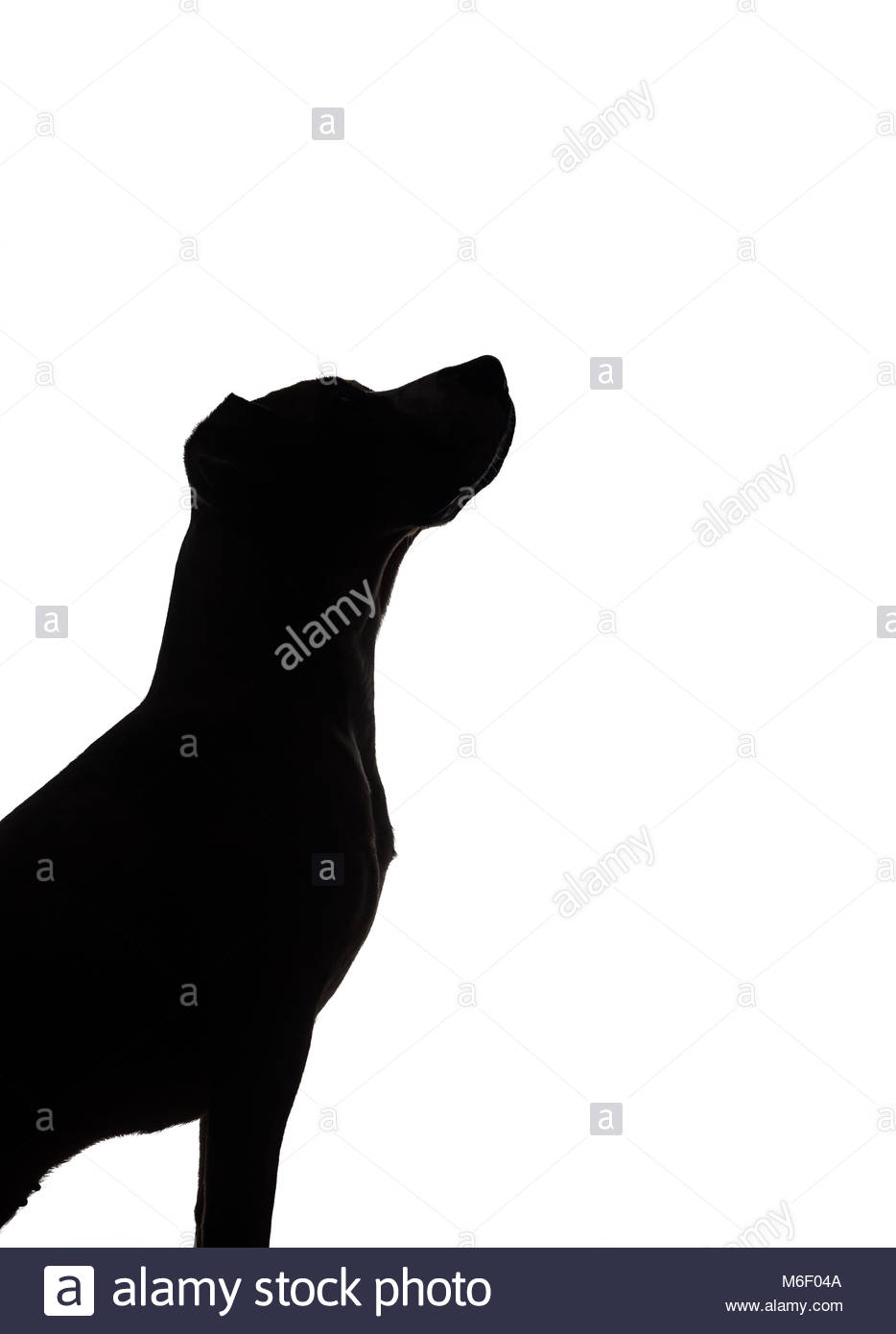 934x1390 Dog Sit Silhouette Stock Photos Amp Dog Sit Silhouette Stock Images