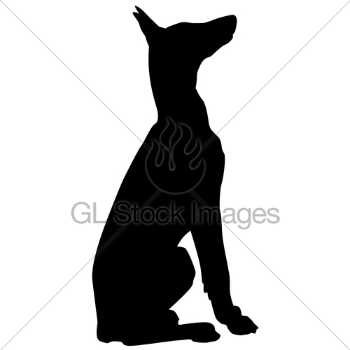 500x500 Doberman Sit Gl Stock Images