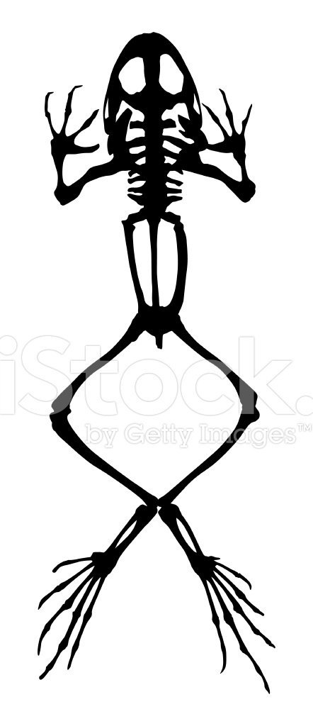 442x1024 Bullfrog Skeleton Silhouette Stock Vectors