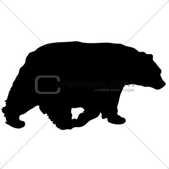 340x340 Image 7385869 Black Vector Bear Silhouette From Crestock Stock Photos