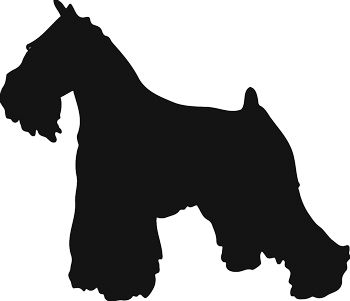 350x301 Miniature Schnauzer