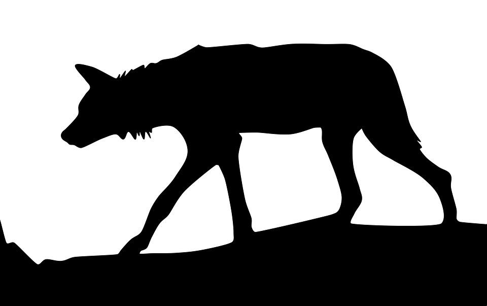 960x603 Free Photo Danger Wolf Caution Animal Leopard