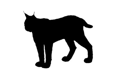 375x241 Arabian Leopard Archives