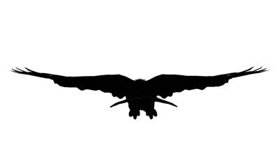 400x224 Images For Gt Soaring Bird Silhouette Eagles