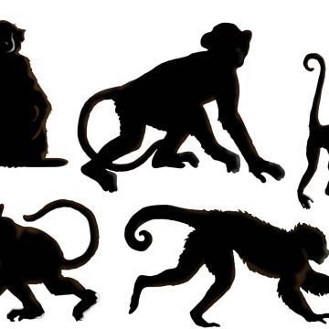 360x360 Monkeys Archives My Graphic Hunt