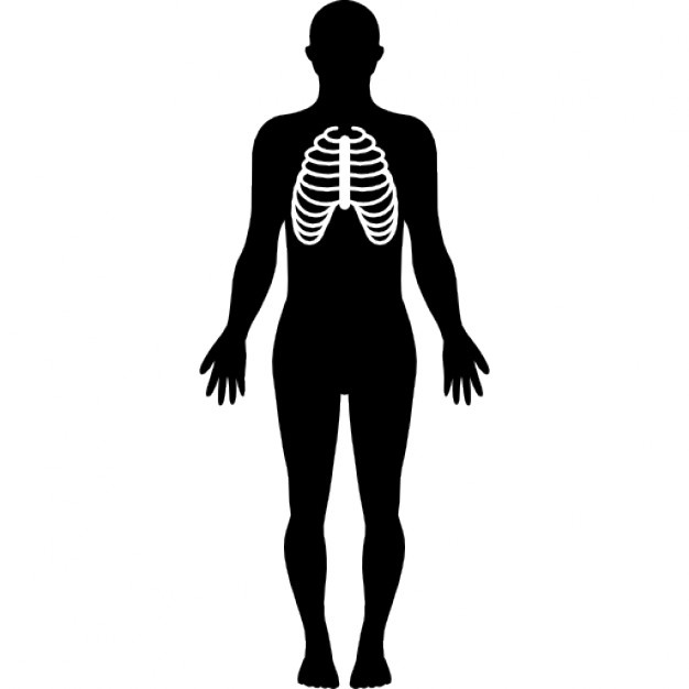 626x626 Respiratory System Vectors, Photos And Psd Files Free Download