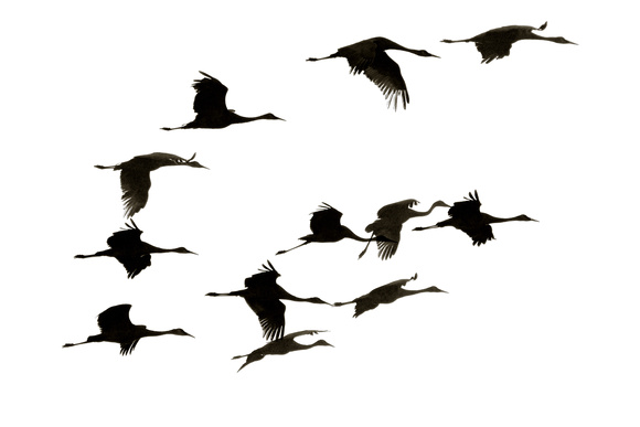 580x387 Soul Centered Photography Animals Cranes Flight Silhouette