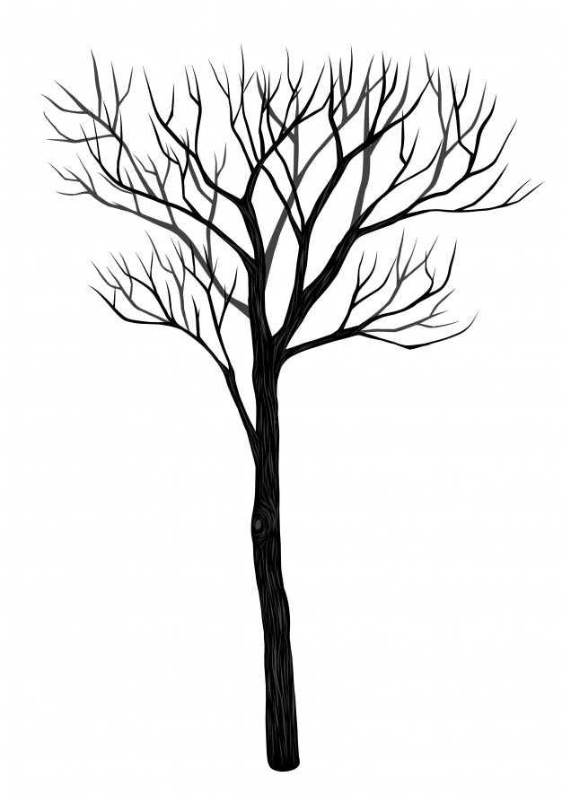 626x885 Fir Tree Vectors, Photos And Psd Files Free Download