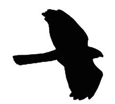 236x213 Image Result For Lorikeet Silhouette Art Inspiration