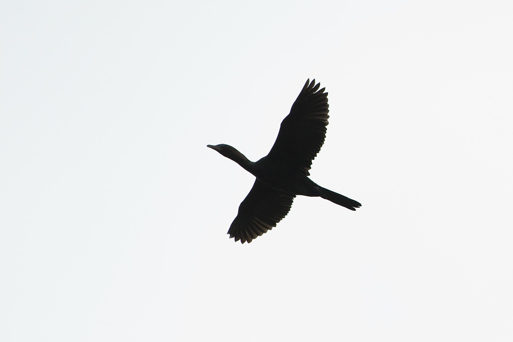 1024x683 Pygmy Cormorant Phalacrocorax Pygmeus Birds In Flight Id Guide