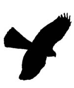 151x180 What Do Sparrowhawks Look Like Edinburgh Hawkwatch