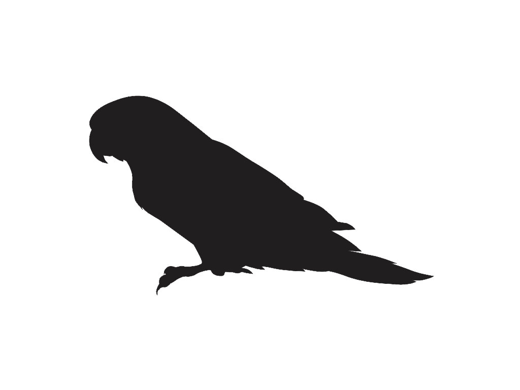 1024x768 Common Birds Of Northeast Tennessee Our Fine Feathered Friends