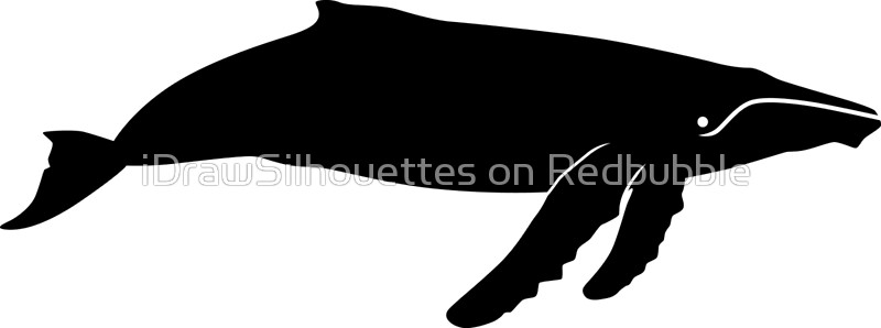 800x298 Humpback Whale Silhouette (Black) Canvas Prints By