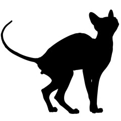 240x240 Search Photos Sphynx Cat