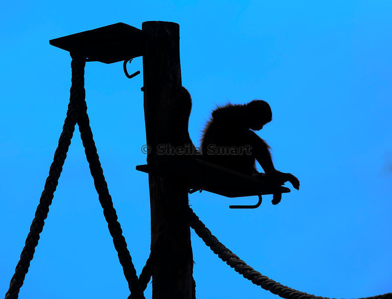 786x600 Sheila Smart Photography Spider Monkey In Silhouette