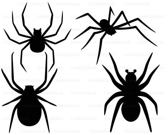 570x456 Spider Svgtarantula Spider Clipartspider Svgspider Silhouette