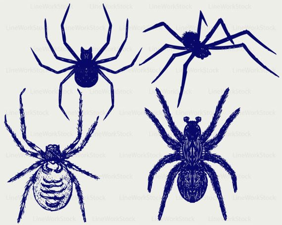 570x456 Spider Svgtarantula Spider Clipartspider Svgspider Silhouette