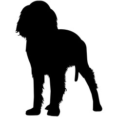 240x240 Search Photos English Springer Spaniel