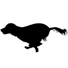 240x240 English Springer Spaniel Photos, Royalty Free Images, Graphics