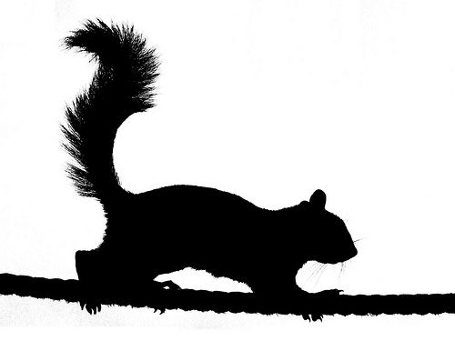 500x375 This Is Best Squirrel Silhouette
