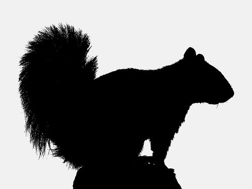 500x375 Squirrel Silhouette