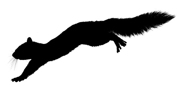 640x305 Squirrel Running Vector