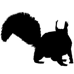 240x240 Squirrel Silhouette Vector Graphics