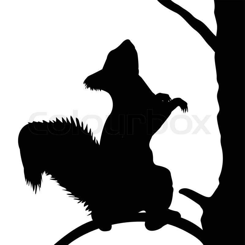 800x800 Squirrel On The Tree. Stock Vector Colourbox
