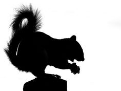 236x177 Squirrel Silhouettes Vector By Jrmurray76