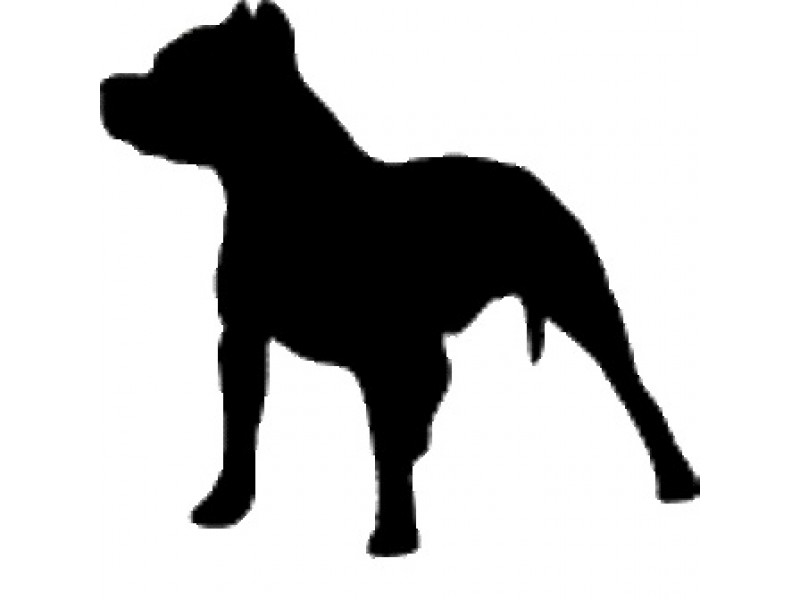 800x600 Pit Bull's Fate Lies In Courts After Mauling Alsip Boy Oak Lawn