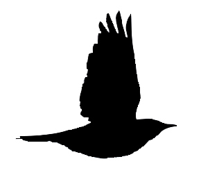 290x252 November Id Tips Winter Visitors In Flight