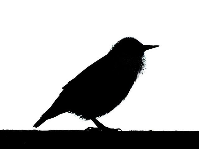 Starling Silhouette at GetDrawings | Free download