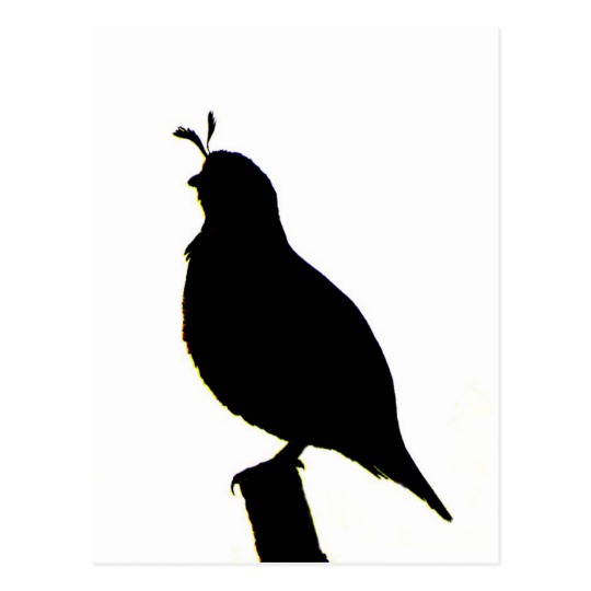 540x540 California Quail Silhouette Postcard