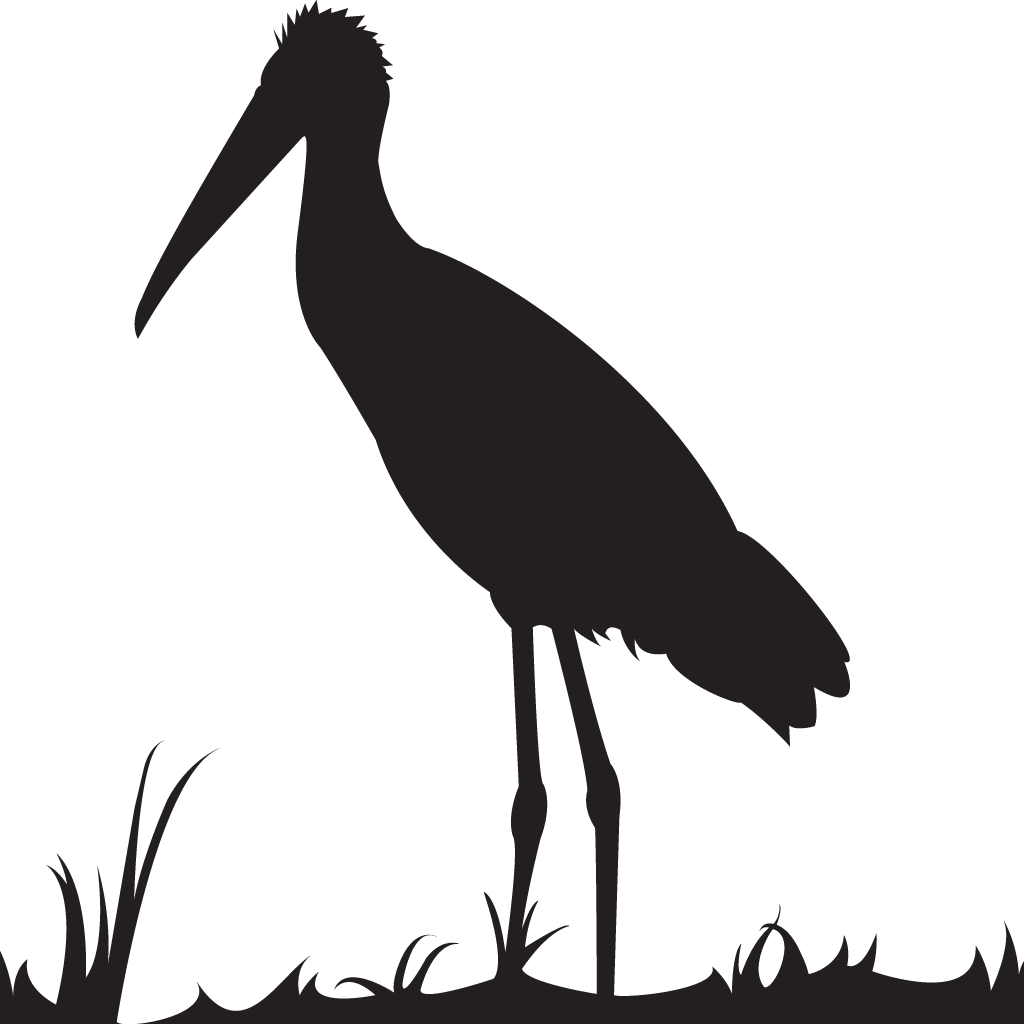 1024x1024 Wood Stork Overview, All About Birds, Cornell Lab Of Ornithology