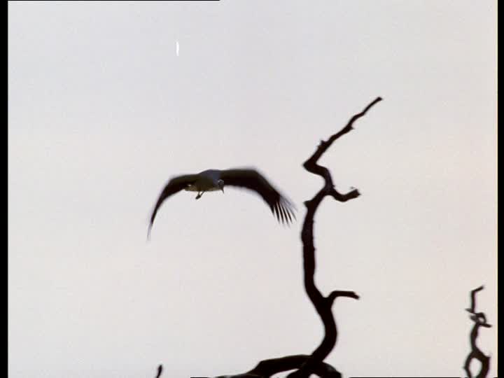 720x540 White Stork Silhouette Sd Stock Video 906 064 520 Framepool