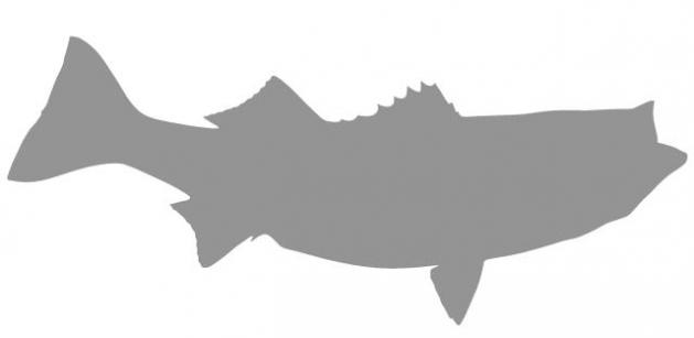 629x307 Fish Mount Blanks By King Sailfish Mounts