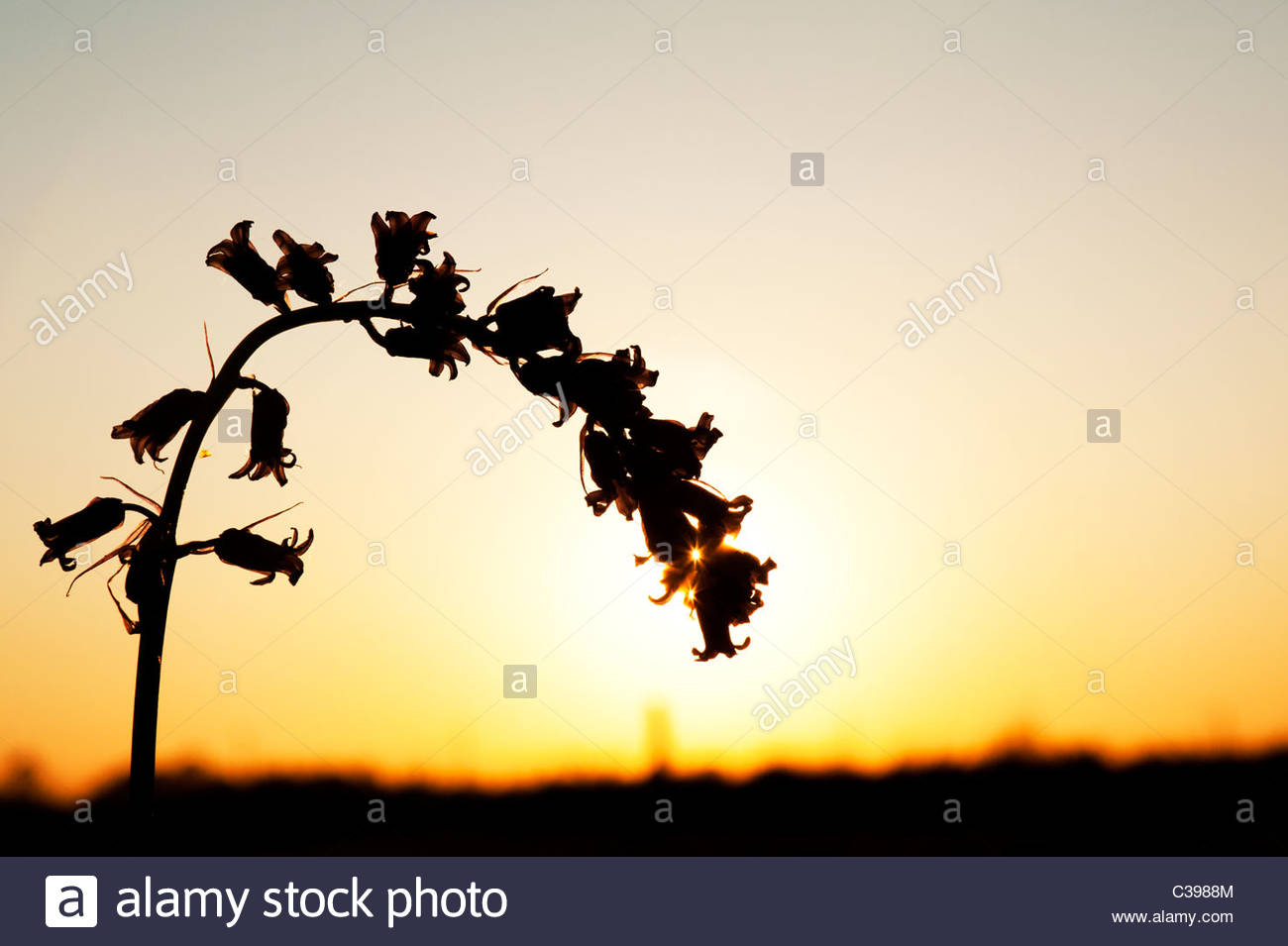 1300x955 Wildflower Silhouette Stock Photos Amp Wildflower Silhouette Stock